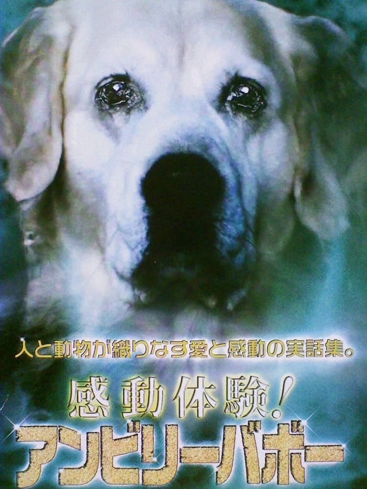 感動体験!アンビリーバボー~わんこの奇跡の贈り物 [DVD] Amazon.co.jp: 感動体験！アンビリーバボー[レンタル落ち][DVD